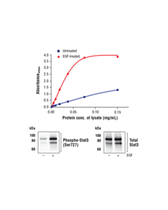 Cell Signaling Fastscan Phospho-Stat3 (Ser727) ELISA Kit