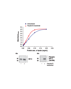 Cell Signaling Fastscan Total Irf-3 ELISA Kit