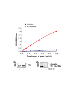 Cell Signaling Fastscan Phospho-Yb1 (Ser102) ELISA Kit