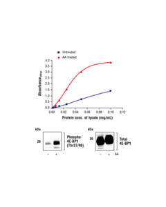 Cell Signaling Fastscan Phospho-4e-Bp1 (Thr37/46) ELISA Kit