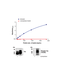 Cell Signaling Fastscan Phospho-Tau (Thr205) ELISA Kit