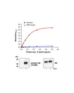Cell Signaling Fastscan Phospho-Akt (Thr308) ELISA Kit