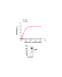 Cell Signaling Fastscan Total Brg1 ELISA Kit