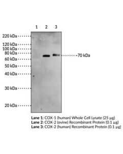 Cayman Goat Anti-Cox-2 (Human) Affinity-Purified Polyclonal Antib