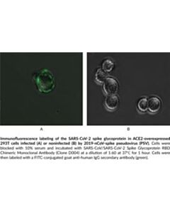 Cayman SARS-CoV/SARS-CoV-2 Spike Glycoprotein RBD Chimeric Monoclonal Antibody (Clone D004)