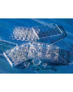 Corning 12 mm Transwell® with 30 µm Pore Polyester Membrane Insert