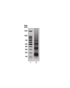 Cell Signaling Micrococcal Nuclease