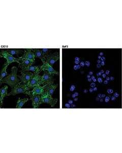 Cell Signaling Cd81 (D5o2q) Rabbit mAb (Mouse Specific)