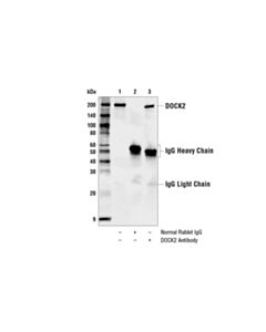 Cell Signaling Dock2 Antibody