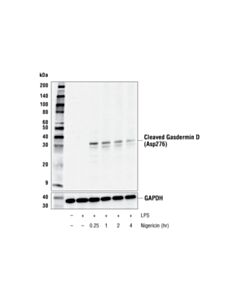 Cell Signaling Cleaved Gasdermin D (Asp276) (E3e3p) Rabbit mAb