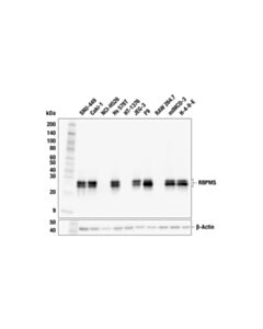 Cell Signaling RBPMS (F5D2I) Rabbit mAb; 100 µl