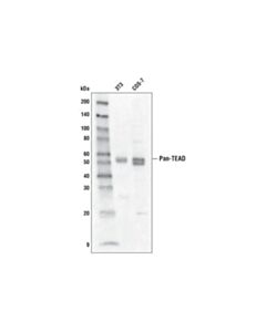 Cell Signaling Pan-Tead (D3f7l) Rabbit mAb (Biotinylated)