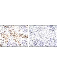 Cell Signaling Gata-3 (D13c9) Xp Rabbit mAb (BSA And Azide Free)