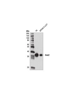 Cell Signaling Sox2 (D1c7j) Xp Rabbit mAb (Bsa And Azide Free)