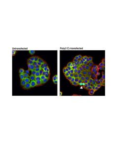 Cell Signaling IRF-3 (D9J5Q) Mouse mAb 20 uL
