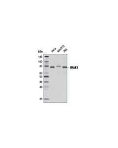 Cell Signaling Irak1 (D51g7) Rabbit mAb (Biotinylated)