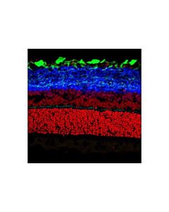 Cell Signaling Synapsin-1 (D12g5) Xp Rabbit mAb (Alexa Fluor 647 Conjugate)