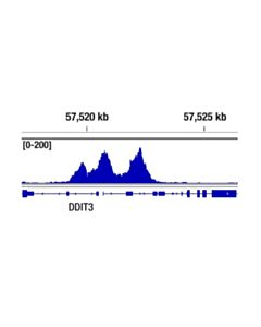 Cell Signaling ATF-4 (D4B8) Rabbit mAb 20 uL