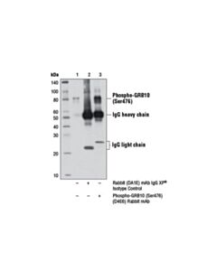 Cell Signaling Phospho-Grb10 (Ser476) (D4e6) Rabbit mAb