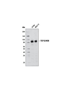 Cell Signaling Tcf12/Heb (D2c10) Rabbit mAb