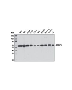 Cell Signaling Fkbp4 Antibody