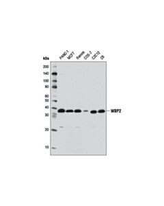 Cell Signaling Wbp2 Antibody