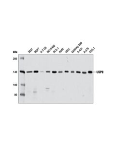 Cell Signaling Usp8 (D18f6) Rabbit mAb