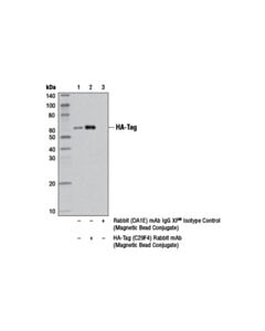 Cell Signaling Ha-Tag (C29f4) Rabbit mAb (Magnetic Bead Conjugate)