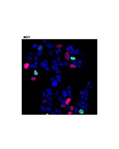 Cell Signaling P21 Waf1/Cip1 (12d1) Rabbit mAb (Alexa Fluor 594 Conjugate)