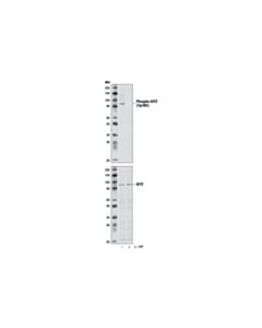 Cell Signaling Phospho-Git2 (Tyr392) (D8n9a) Rabbit mAb