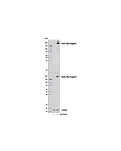 Cell Signaling Upf2 (D3b10) Rabbit mAb