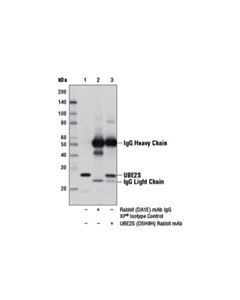 Cell Signaling Ube2s (D5h9h) Rabbit mAb