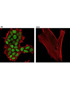 Cell Signaling Cdc45 (D7g6) Rabbit mAb