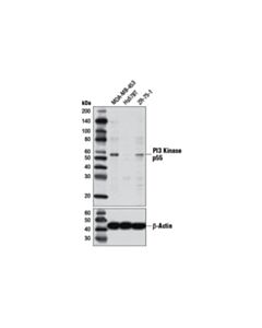 Cell Signaling Pi3 Kinase P55 (D2b3) Rabbit mAb