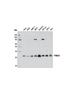 Cell Signaling Pinch (5g7) Mouse mAb