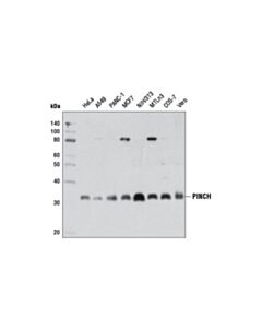 Cell Signaling PINCH (5G7) Mouse mAb 20 uL
