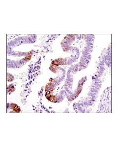 Cell Signaling Phospho-Ndrg1 (Ser330) (D3a12) Rabbit mAb