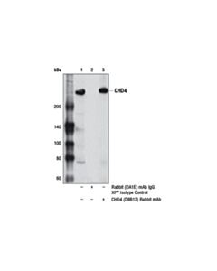 Cell Signaling Chd4 (D8b12) Rabbit mAb