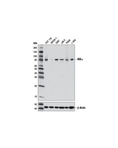 Cell Signaling IKKalpha (3G12) Mouse mAb 20 uL