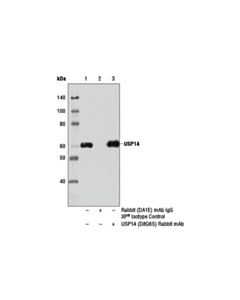 Cell Signaling Usp14 (D8q6s) Rabbit mAb