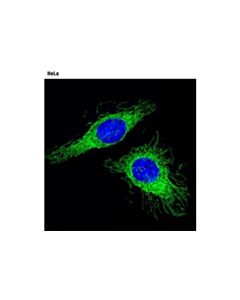 Cell Signaling Cox Iv (4d11-B3-E8) Mouse mAb