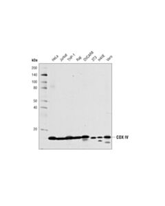 Cell Signaling COX IV (4D11-B3-E8) Mouse mAb