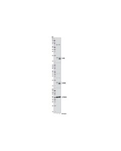 Cell Signaling Lc3 Control Cell Extracts