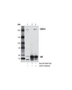 Cell Signaling Cdk12 Antibody