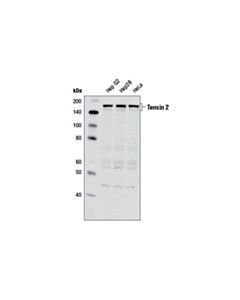 Cell Signaling Tensin 2 Antibody