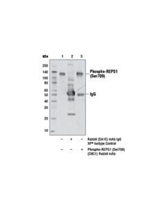 Cell Signaling Phospho-Reps1 (Ser709) (D8c1) Rabbit mAb