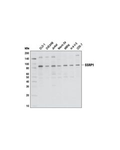 Cell Signaling Ssrp1 Antibody