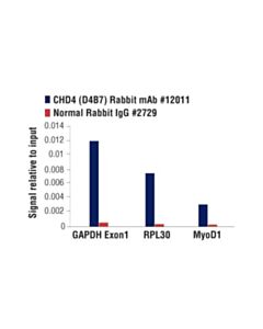 Cell Signaling Chd4 (D4b7) Rabbit mAb