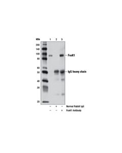 Cell Signaling Foxk1 Antibody