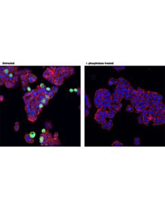 Cell Signaling Phospho-Cdc25c (Thr48) (D2h3) Rabbit mAb